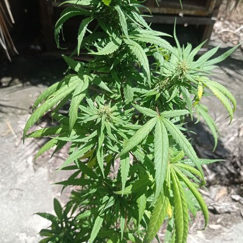 Unknown strain growlog photo: Start of week 3 flowering 