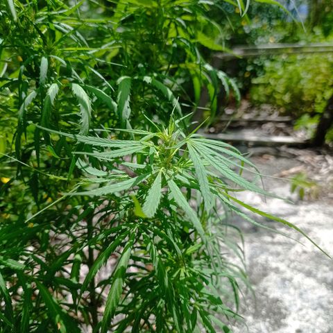 Unknown strain growlog timeline photo