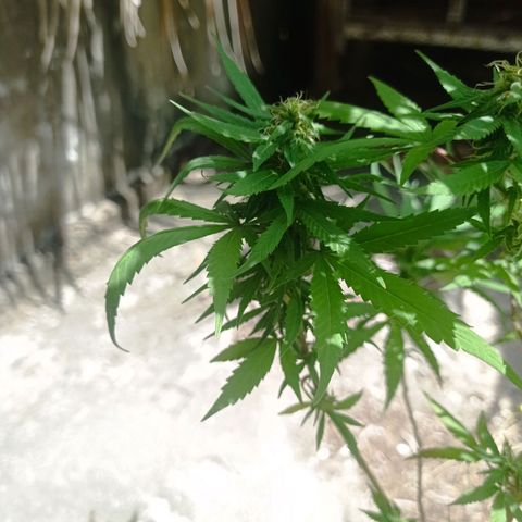 Unknown strain growlog photo: Day 2 of week flowering saw some nutrient deficiency. Added fertilizer liquid and dry form and watered