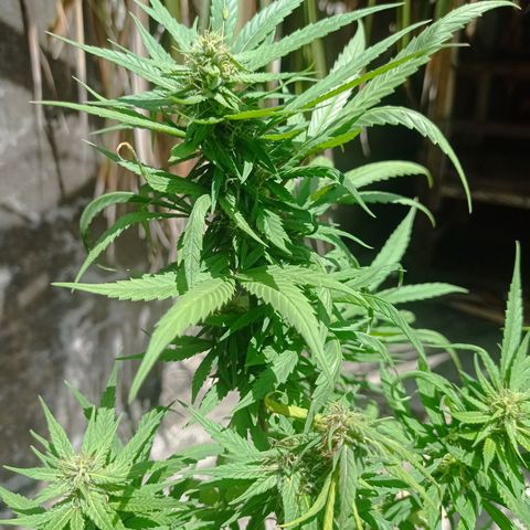 Unknown strain growlog photo: Day 2 of week flowering saw some nutrient deficiency. Added fertilizer liquid and dry form and watered