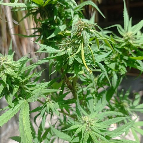 Unknown strain growlog photo: Day 2 of week flowering saw some nutrient deficiency. Added fertilizer liquid and dry form and watered