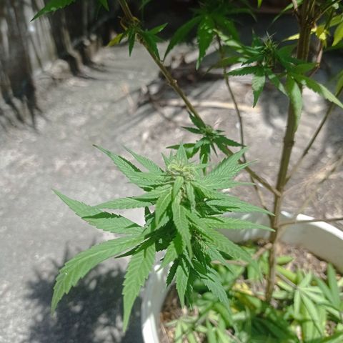 Unknown strain growlog photo: Day 2 of week flowering saw some nutrient deficiency. Added fertilizer liquid and dry form and watered