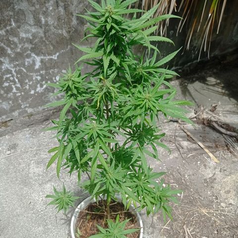 Unknown strain growlog photo: Day 2 of week flowering saw some nutrient deficiency. Added fertilizer liquid and dry form and watered