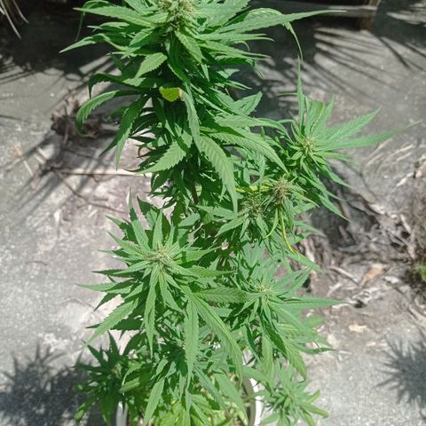 Unknown strain growlog photo: Day 2 of week flowering saw some nutrient deficiency. Added fertilizer liquid and dry form and watered