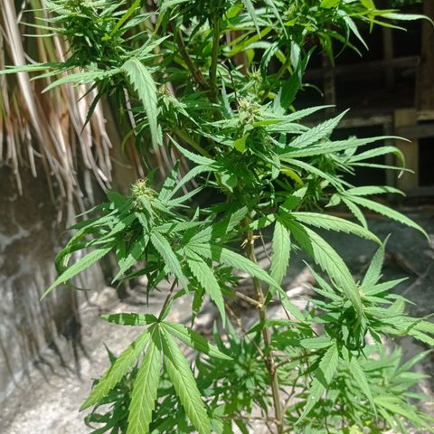 Unknown strain growlog photo: Day 2 of week flowering saw some nutrient deficiency. Added fertilizer liquid and dry form and watered