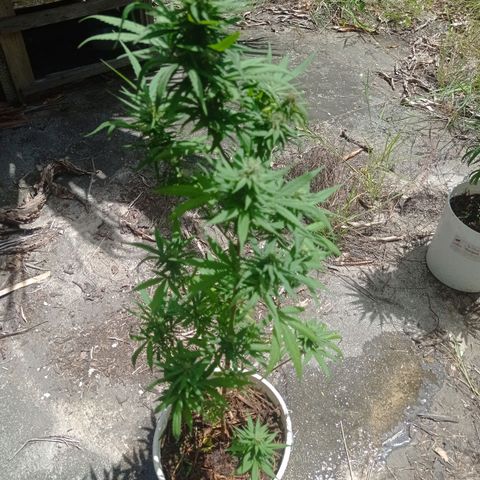 Unknown strain growlog photo: Day 2 of week flowering saw some nutrient deficiency. Added fertilizer liquid and dry form and watered