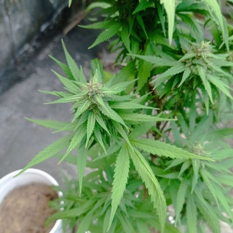 Unknown strain growlog timeline photo