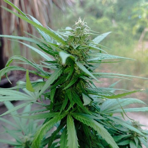 Unknown strain growlog timeline photo