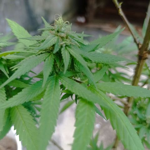 Unknown strain growlog timeline photo