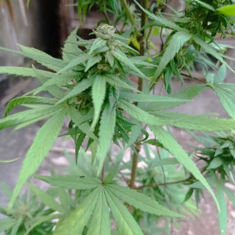 Unknown strain growlog timeline photo