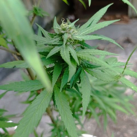 Unknown strain growlog timeline photo