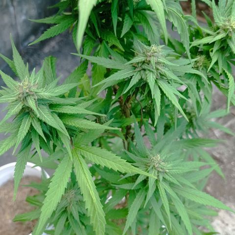 Unknown strain growlog timeline photo