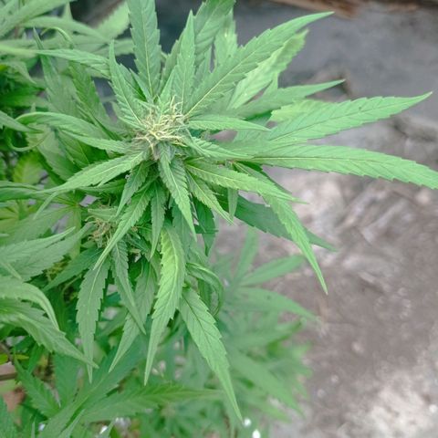 Unknown strain growlog timeline photo