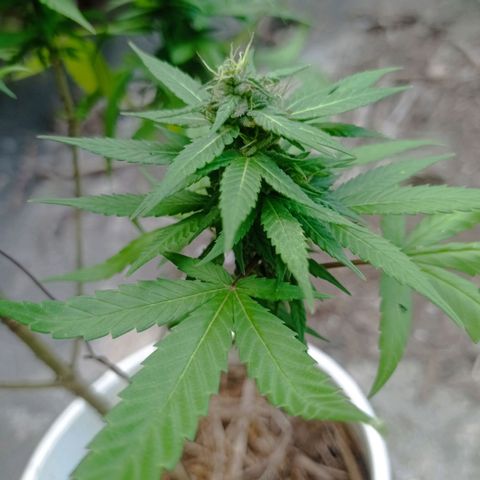 Unknown strain growlog timeline photo