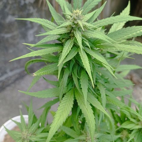 Unknown strain growlog timeline photo