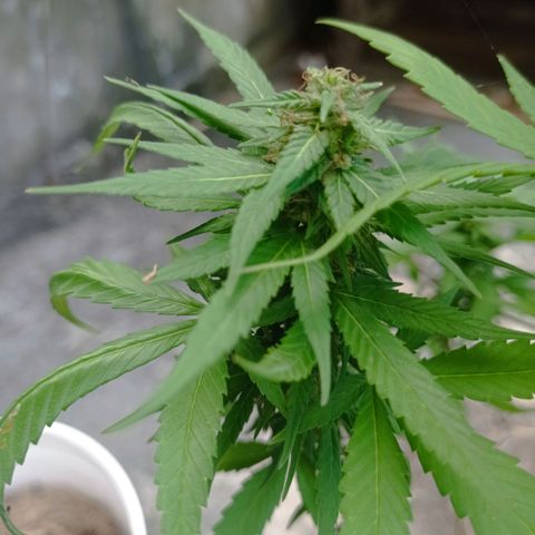 Unknown strain growlog timeline photo