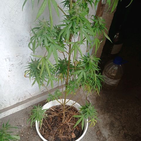 Unknown strain growlog photo: After 4 days without checking because I was away from home heat damage