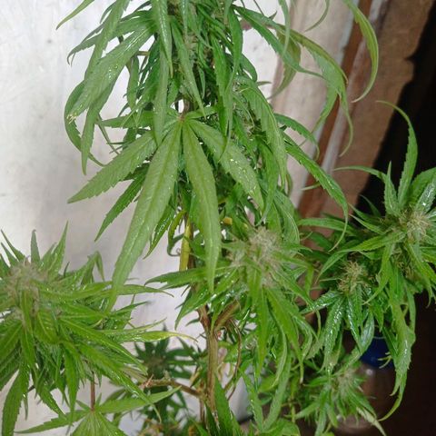 Unknown strain growlog photo: After 4 days without checking because I was away from home heat damage