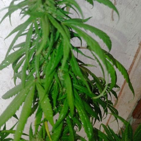 Unknown strain growlog photo: After 4 days without checking because I was away from home heat damage