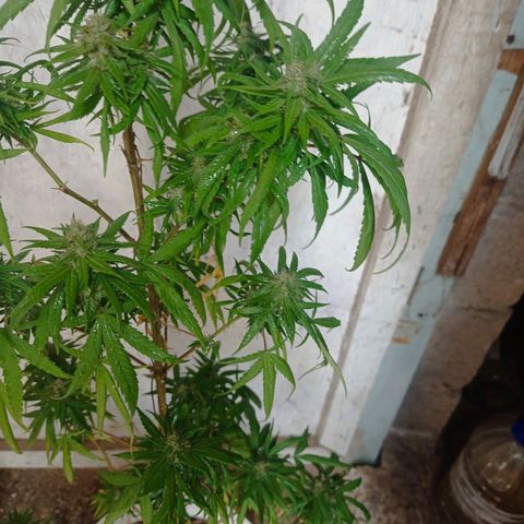 Unknown strain growlog photo: After 4 days without checking because I was away from home heat damage