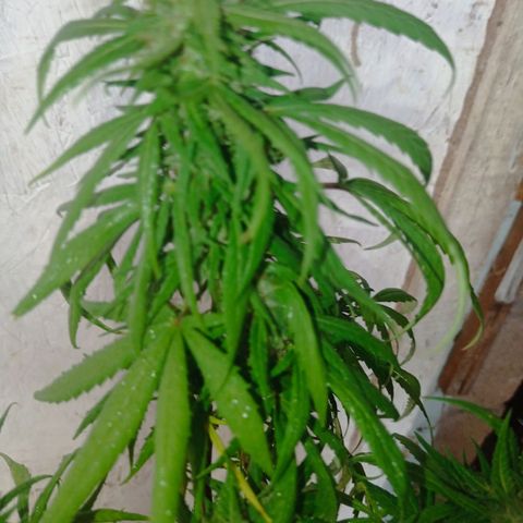 Unknown strain growlog photo: After 4 days without checking because I was away from home heat damage