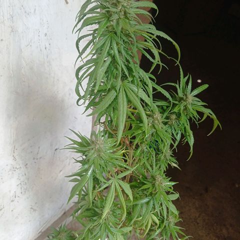 Unknown strain growlog photo: After 4 days without checking because I was away from home heat damage