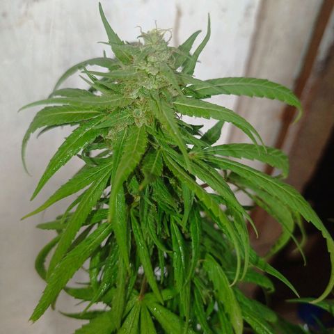 Unknown strain growlog photo: After 4 days without checking because I was away from home heat damage