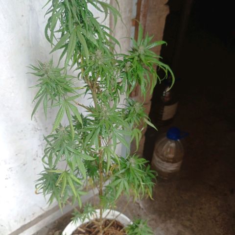 Unknown strain growlog photo: After 4 days without checking because I was away from home heat damage