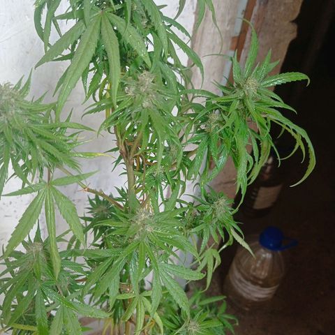 Unknown strain growlog photo: After 4 days without checking because I was away from home heat damage