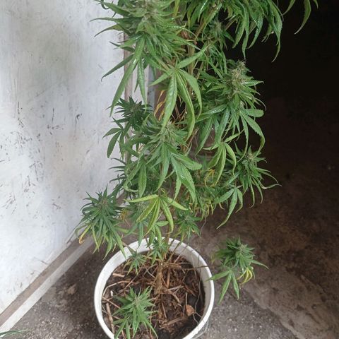 Unknown strain growlog photo: After 4 days without checking because I was away from home heat damage