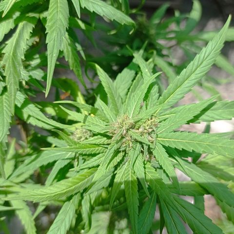 Unknown strain growlog timeline photo