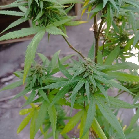 Unknown strain growlog timeline photo