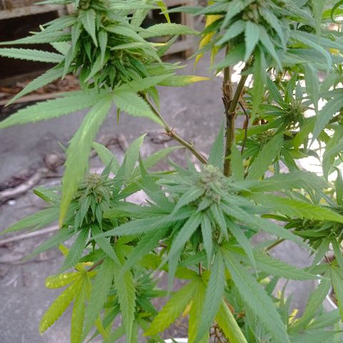 Unknown strain growlog timeline photo