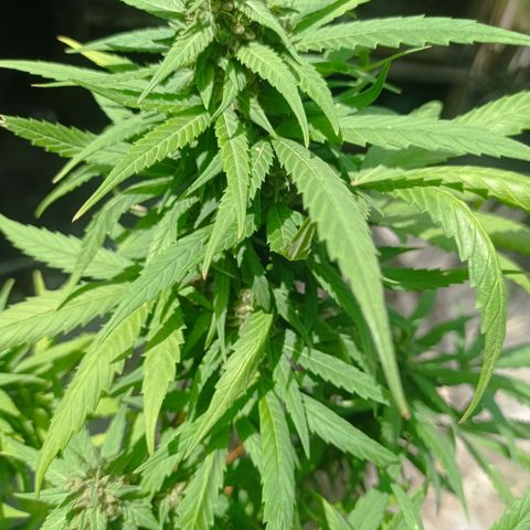 Unknown strain growlog timeline photo