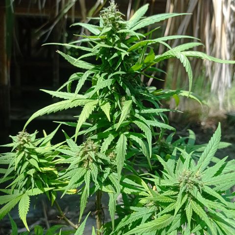 Unknown strain growlog timeline photo