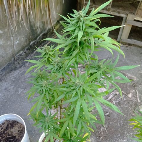 Unknown strain growlog timeline photo