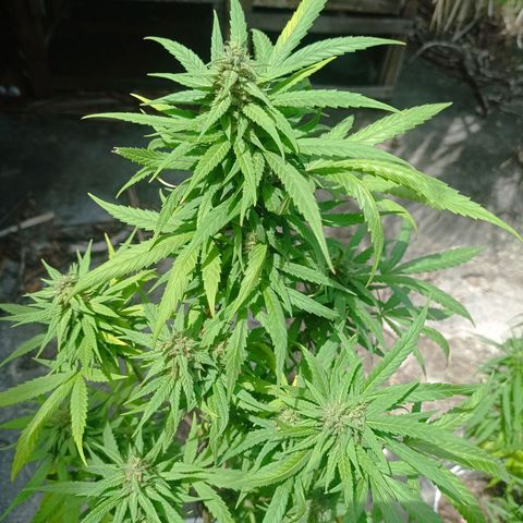 Unknown strain growlog timeline photo