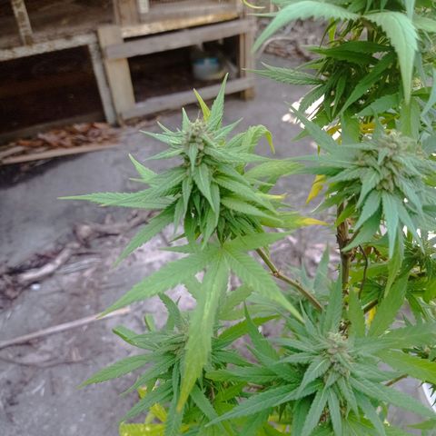 Unknown strain growlog timeline photo