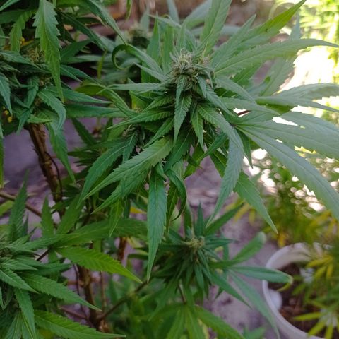 Unknown strain growlog timeline photo