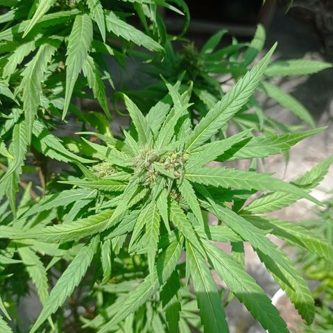 Unknown strain growlog timeline photo