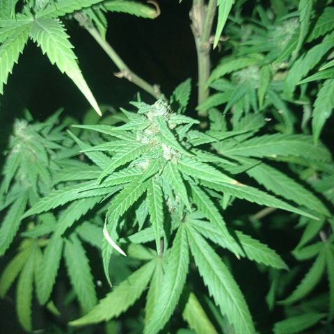 Unknown strain growlog photo: Add some ice to shock her let see how she looks in a couple more days