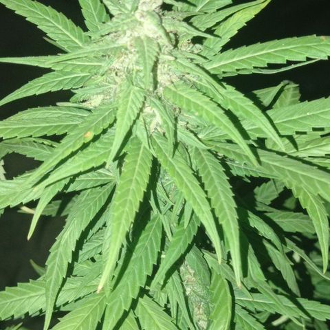 Unknown strain growlog photo: Add some ice to shock her let see how she looks in a couple more days