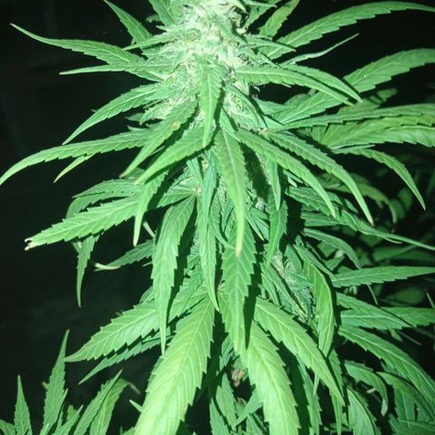 Unknown strain growlog photo: Add some ice to shock her let see how she looks in a couple more days