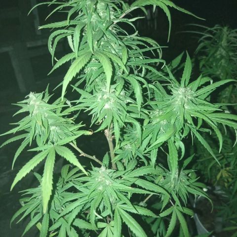 Unknown strain growlog photo: Add some ice to shock her let see how she looks in a couple more days