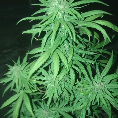 Unknown strain growlog photo: Add some ice to shock her let see how she looks in a couple more days