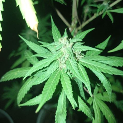 Unknown strain growlog photo: Add some ice to shock her let see how she looks in a couple more days