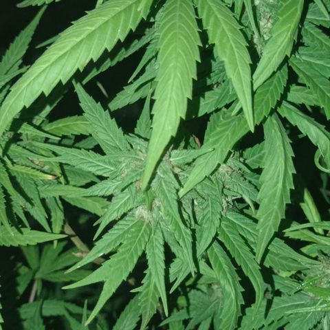 Unknown strain growlog photo: Add some ice to shock her let see how she looks in a couple more days