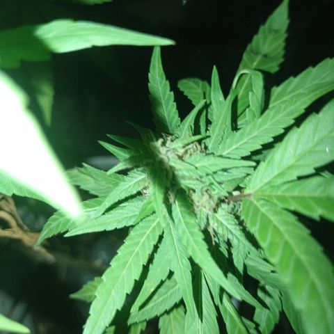 Unknown strain growlog photo: Add some ice to shock her let see how she looks in a couple more days