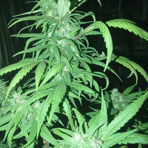 Unknown strain growlog photo: Add some ice to shock her let see how she looks in a couple more days