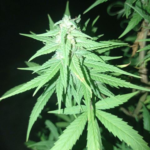 Unknown strain growlog photo: Add some ice to shock her let see how she looks in a couple more days